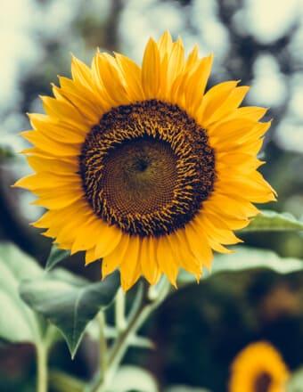 Carol Belsheim Obituary