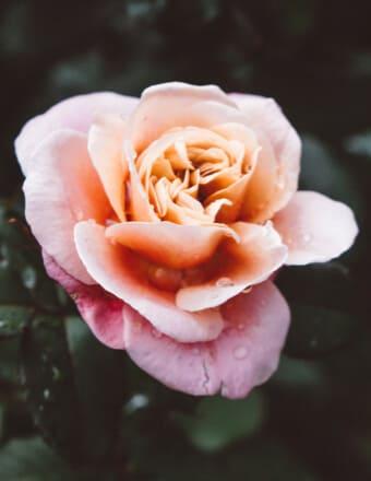 Mervin Willment Obituary